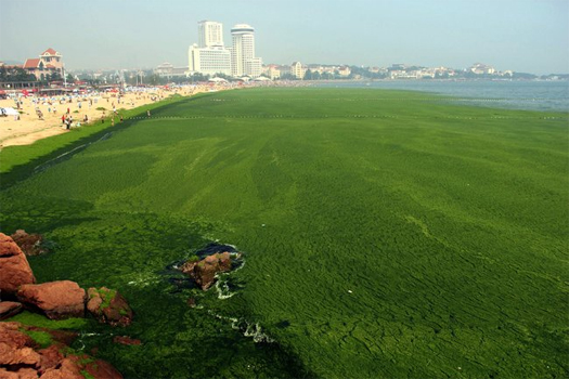 qingdao_algae_3